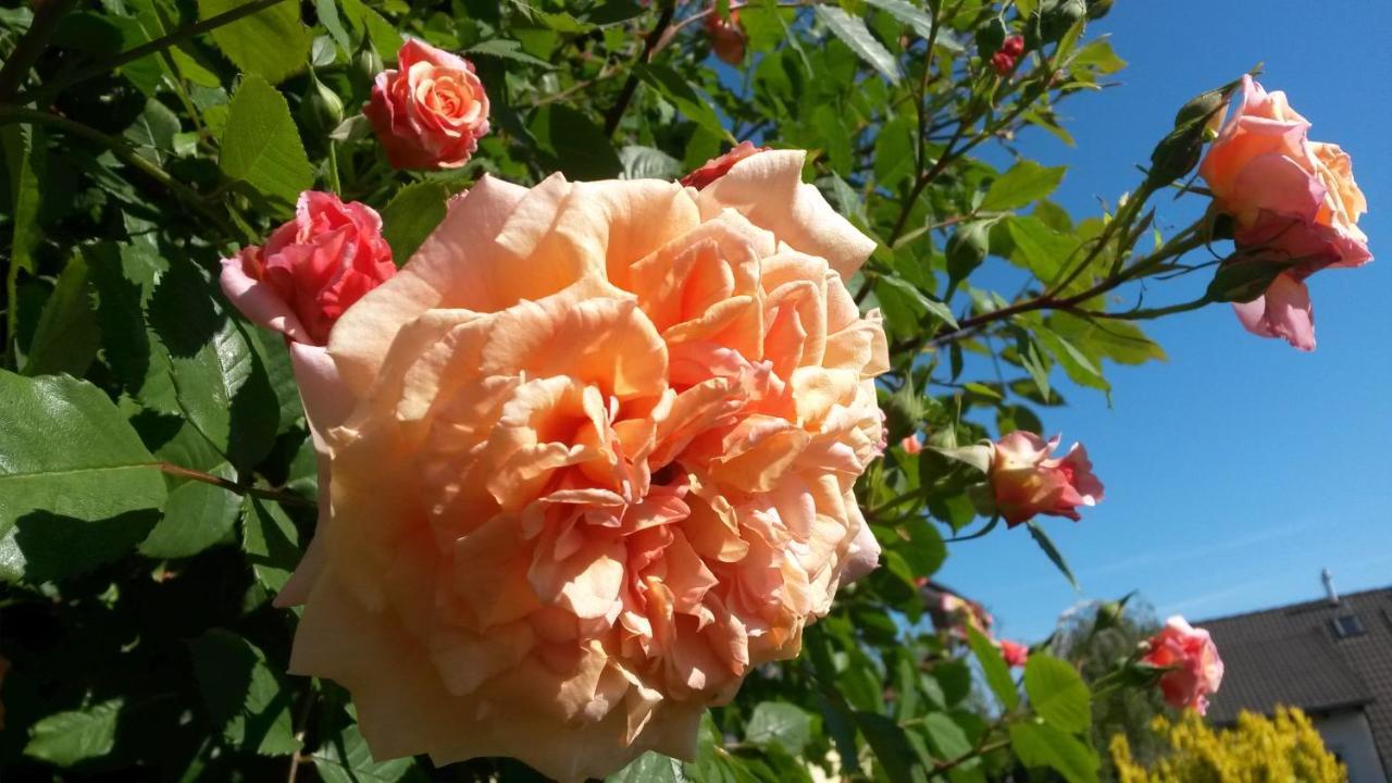 ****Fewo "Alltag...Ade'" Dippoldiswalde Dış mekan fotoğraf