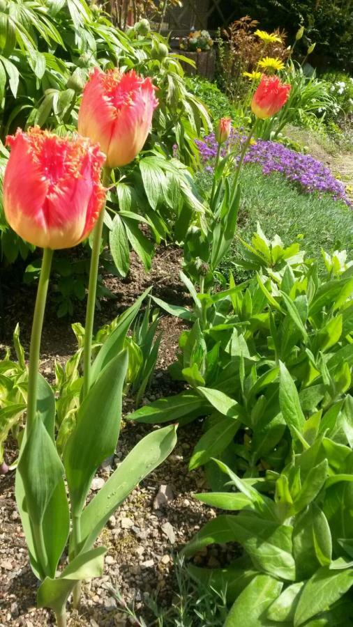 ****Fewo "Alltag...Ade'" Dippoldiswalde Dış mekan fotoğraf